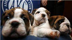 英國鬥牛犬、毛小孩、狗、寵物（圖／路透社／達志影像）
