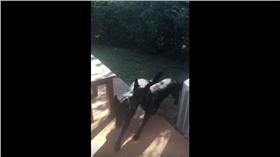 Luke將狗弟弟叼回家。資料來源：YouTube