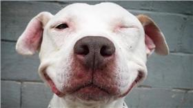 鬥牛犬,微笑/ig：smilingbrinks