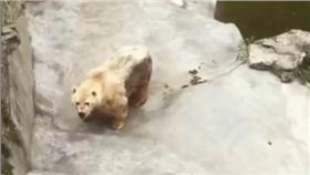 北極熊
https://www.youtube.com/watch?v=dTJUSxeQMJo