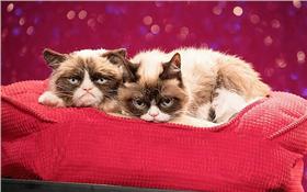 塔達醬,Tardar Sauce,臭臉貓 圖/翻攝自Grumpy Cat Twitter