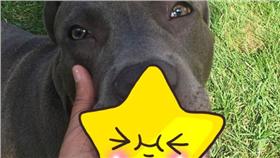 毛小孩,寵物,狗,汪星人,牙齒,玩具,球
（dawggrillz IG：https://www.instagram.com/dawggrillz/）