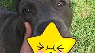 毛孩也戴牙套？這款玩具讓主人好療癒