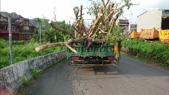 貨車載超長樹幹　倒車撞巴士嚇20童