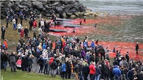 法羅群島捕鯨（圖／翻攝自每日郵報）