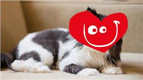 喵星人,貓,毛小孩,海盜,虎克船長,寵物,
（翻攝albieluckdragon IG：https://www.instagram.com/albieluckdragon/）