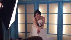 寵物婚紗（圖／翻攝自中央社YouTube）