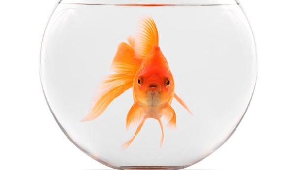 孤單形同虐待　瑞士：單養金魚屬違法