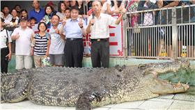 麻豆鱷魚王、小河(圖/中央社)