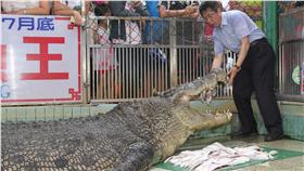 麻豆鱷魚王、小河(圖/中央社)