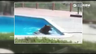 美棕熊熱到受不了　偷溜民宅泳池玩水
