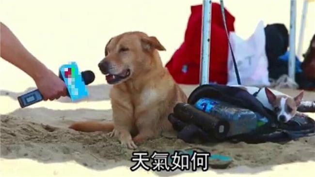 新聞用詞重複率高　網友最討厭這個字