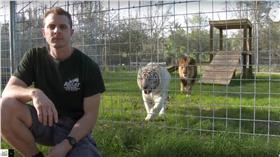 老虎,背對,襲擊/youtube：Big Cat Rescue