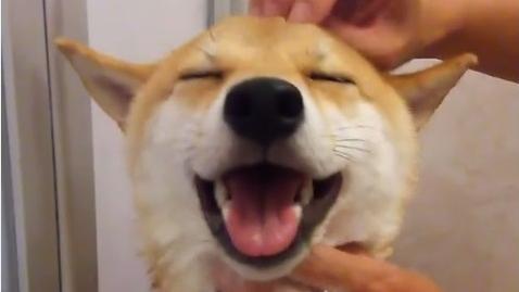 樂在其中！柴柴雙眼微瞇享主人馬殺雞