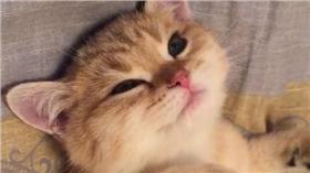 16:9
貓　喵皇　喵星人　怒瞪　霸氣　貓奴
圖／翻攝自cat_leon_'s IG
https://www.instagram.com/cat_leon_/