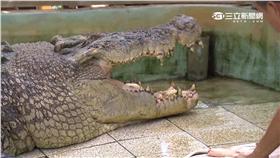 -麻豆鱷魚王-鱷魚-