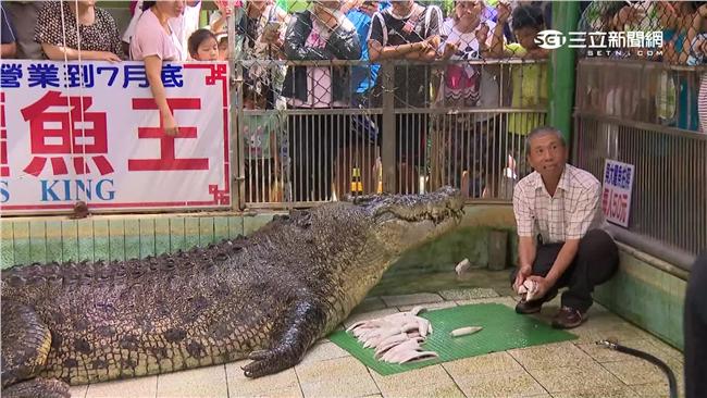 赴陸發展受阻　鱷魚王暴瘦成「宅男」