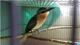 栗喉蜂虎棄蛋  動物園2年終於養大
台北市立動物園去年開始收集栗喉蜂虎踢掉不孵的蛋，代為孵化並研究棄蛋之謎。歷經2年終於成功人工孵化並養大1隻栗喉蜂虎寶寶，如今剛滿月的蜂虎寶寶，已經長出漂亮的綠色翅膀。
中央社記者顧荃傳真  105年8月1日