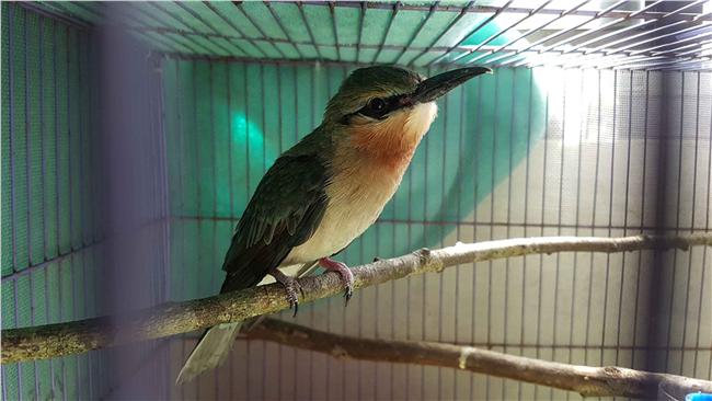 蜂虎踢掉的蛋　動物園2年終養大一隻