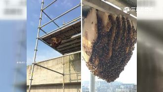 快變動物園！大巨蛋長「七層大蜂窩」