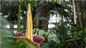 屍花
https://www.facebook.com/NYBotanicalGarden/