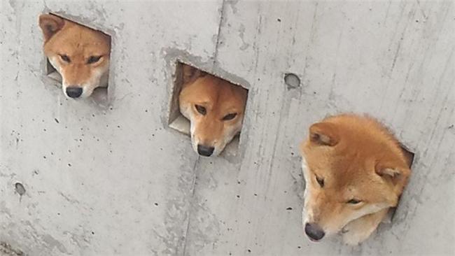 日本柴犬「塞好塞滿」萌樣深得網友心