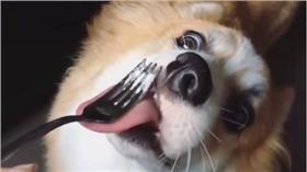 16:9
帥氣柯基吃起司蛋糕吃到臉歪嘴斜慘遭主人出賣
狗狗 毛孩 柯基
圖／翻攝自poccathecorgi's IG
https://www.instagram.com/poccathecorgi/