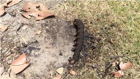 毛毛蟲,火燒,露營,公德心　圖／翻攝自小夫妻露營區臉書　16:9