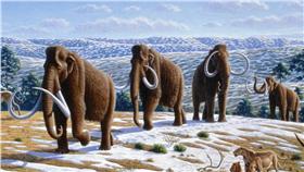 猛瑪象（woolly mammoth）（圖／維基百科）