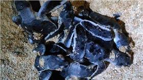 16:9
小綠蠵龜在澎湖沙灘誕生
圖／翻攝自台灣愛龜協會臉書
https://www.facebook.com/iandturtle/