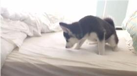 16:9
馬麻想訓練小哈士奇下床　小哈霸氣開尿：不要逼我汪汪！
圖／翻攝自leolovinglife_'s IG
https://www.instagram.com/leolovinglife_/