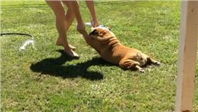 ▲法鬥抵死不洗澡。（圖／翻攝自donutsthebulldog Instagram）
https://www.instagram.com/donutsthebulldog/