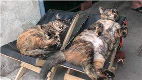 ▲喵母女睡姿超萌。（圖／翻攝自貓咪也瘋狂俱樂部臉書）
https://www.facebook.com/groups/Crazymomi/permalink/1346348692051313/
