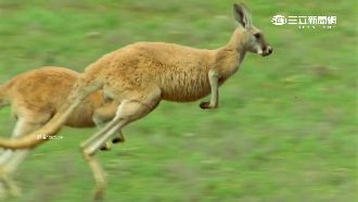 謝霆鋒80歲爸爸謝賢　吃袋鼠尾養生