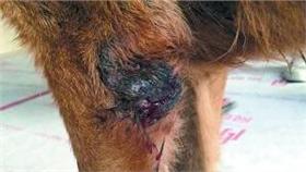 虐狗,圖／北京晨報