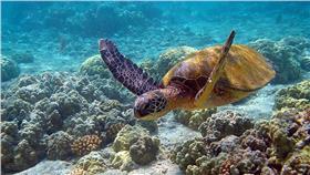 綠蠵龜Hawaii_turtle（攝影／Brocken Inaglory，C.C. License）https://sites.google.com/site/thebrockeninglory/
