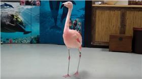 紅鶴　安樂死
https://www.youtube.com/watch?v=6U97h3Fh8j0