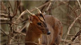 山羌（圖／世界百科圖鑑）