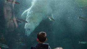 北極熊與男孩 圖／翻攝自每日郵報http://www.dailymail.co.uk/news/article-3721395/The-magical-bond-child-polar-bear-captured-heartwarming-images-pair-stare-s-eyes.html