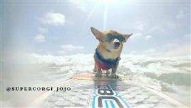 柯基犬帥氣破表　衝浪架式十足，資料來源https://www.instagram.com/supercorgi_jojo/