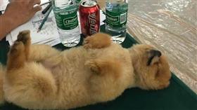 博美狗睡得四腳朝天。（圖／翻攝自微博 我和寵物的日常）