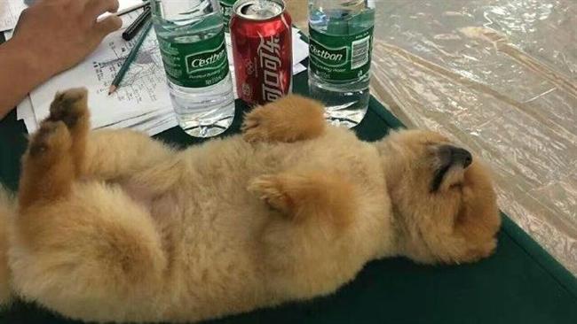 比賽還沒結束　博美犬竟睡到四腳朝天