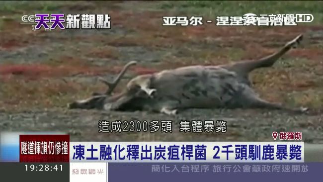 暖化融出炭疽桿菌！2千鹿暴斃1人亡