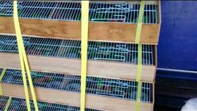 桃機,地勤,貨櫃,運輸
圖／翻攝畫面