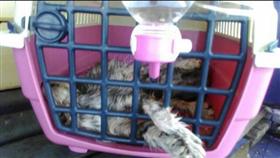 桃機,地勤,貨櫃,運輸
圖／翻攝畫面