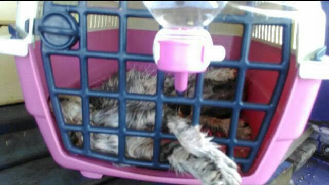 悶死上千動物　桃園航勤將嚴懲失職者