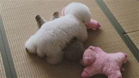 超療癒！玩具貴賓圓滾滾萌樣　雪白蓬鬆毛宛如行動棉花糖。資料來源https://www.instagram.com/ernie_pooh_/