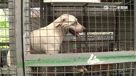 -流浪狗-動物收容所-動物之家-