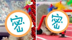 喵星人,貓,寵物,毛小孩,奧運,動物
（翻攝ABC 13 Houston臉書：https://goo.gl/tj9pBu）