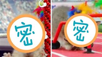 影／「喵喵奧運」好療癒　網友頻喊萌